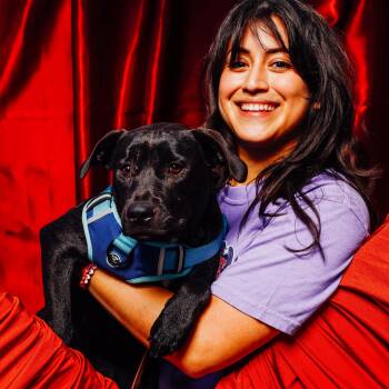 Pit Bull Terrier and Labrador Retriever Dogs Available for Adoption - Bali | PetCurious