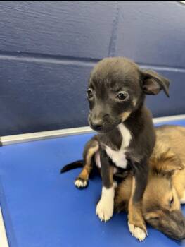 Button 2mo AVA 10/7 -  Chihuahua Dog for Adoption in Sterling, Massachusetts - Button 2mo AVA 10/7 | PetCurious