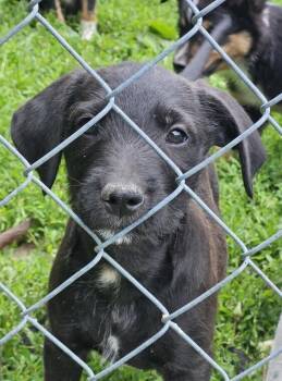 Poodle and Pit Bull Terrier Dogs Available for Adoption in West Peoria, Illinois - Anubis | PetCurious