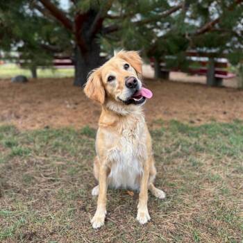 Astrid -  Golden Retriever Dog for Adoption in Fargo, North Dakota - Astrid | PetCurious