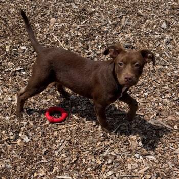 Bean -  Mixed Breed Dog for Adoption in Wappingers Falls, New York - Bean | PetCurious