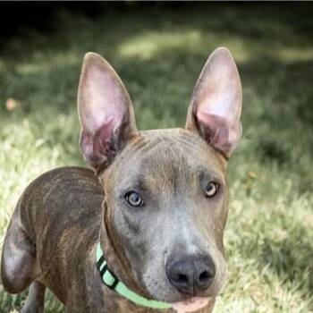 Labrador Retriever Dogs Available for Adoption in Niagara Falls, Ontario - Lexi (20260416-04) | PetCurious