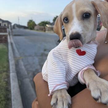Blue -  Labrador Retriever Dog for Adoption in Harlingen, Texas - Blue | PetCurious