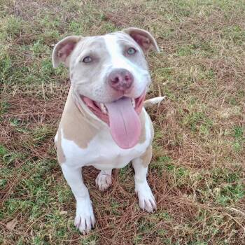 Rescue Pit Bull Terrier Dogs for Adoption in Bastrop, Texas - Lulu 25-10-049 | PetCurious