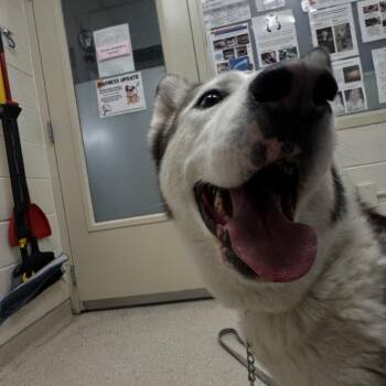Husky Dogs Available for Adoption in Murray, Utah - Teddie | PetCurious