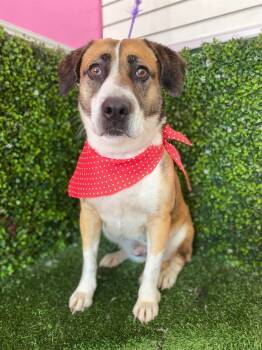 Mixed Breed Dogs Available for Adoption - Lucia | PetCurious