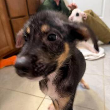 Bobby -  Mixed Breed Dog for Adoption in Fredericksburg, Virginia - Bobby | PetCurious
