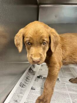 Chocolate Labrador Retriever Dogs Available for Adoption in Hopkinsville, Kentucky - Emerald | PetCurious