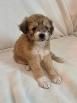 Maltese and Miniature Schnauzer Dogs Available for Adoption in Discovery Bay, California - Winnifred(Winnie) | PetCurious