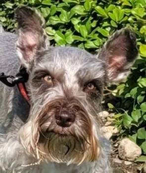Gemmy -  Miniature Schnauzer Dog for Adoption in Carrollton, Texas - Gemmy | PetCurious