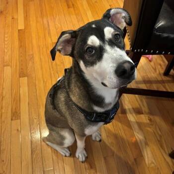 Rescue Husky and Labrador Retriever Dogs for Adoption in Fairfax, Virginia - Atticus | PetCurious