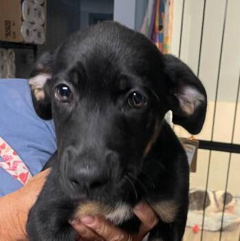 Stella -  Mixed Breed Dog for Adoption in Spencer, Indiana - Stella | PetCurious