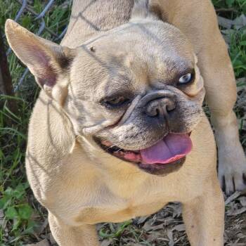 Sage -  French Bulldog Dog Available for Adoption in Zaleski, Ohio - Sage | PetCurious