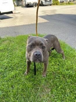 Bonnie -  Mixed Breed Dog for Adoption in Savannah, Georgia - Bonnie | PetCurious