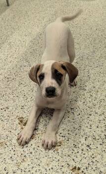 Pinto Bean -  Mixed Breed Dog for Adoption in Atlanta, Georgia - Pinto Bean | PetCurious