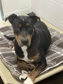 Rescue Mixed Breed Dogs for Adoption in Temple, Texas - TJ | PetCurious