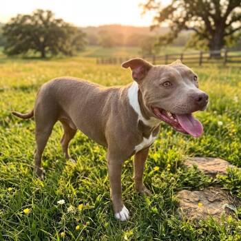 Bonnie -  Pit Bull Terrier and Mixed Breed Dog for Adoption in Pittsfield, Illinois - Bonnie | PetCurious