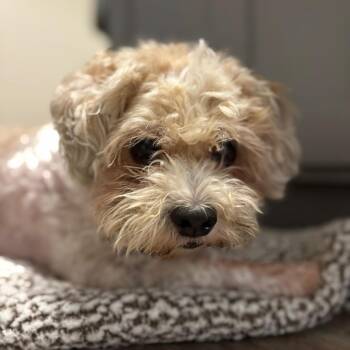 CADBURY -  Poodle Dog for Adoption in Waterford, New Jersey - CADBURY | PetCurious