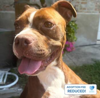 Gossamer -  Pit Bull Terrier Dog for Adoption in Naperville, Illinois - Gossamer | PetCurious