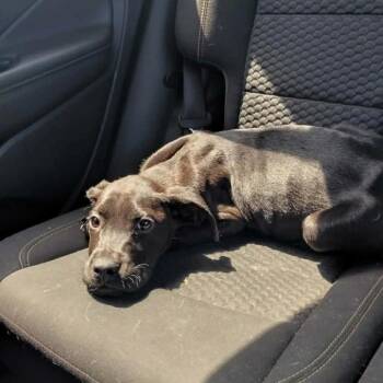 Great Dane and Mixed Breed Dogs Available for Adoption in Hohenwald, Tennessee - Noodle | PetCurious