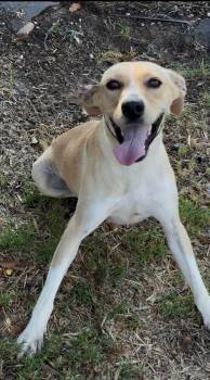 Lexi -  Yellow Labrador Retriever Dog for Adoption in Tyler, Texas - Lexi | PetCurious