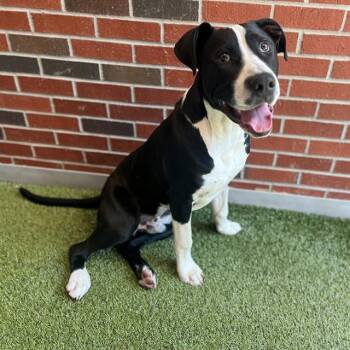 Mixed Breed Dogs Available for Adoption in Edmond, Oklahoma - PONY BOY CURTIS | PetCurious