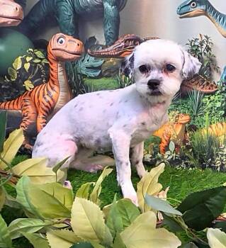 Solstice -  Shih Tzu Dog for Adoption in Phoenix, Arizona - Solstice | PetCurious