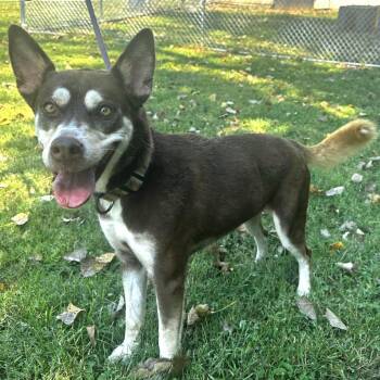 Honey -  Husky Dog for Adoption in Warrensburg, Missouri - Honey | PetCurious