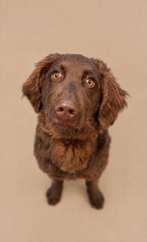 Bozo -  Flat Coated Retriever and Mixed Breed Dog for Adoption in Bowling Green, Kentucky - Bozo | PetCurious
