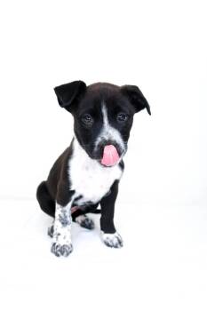 Embry -  Shepherd Dog Available for Adoption in Bixby, Oklahoma - Embry | PetCurious