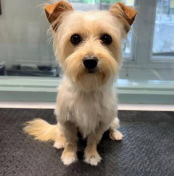 Yorkshire Terrier Dogs Available for Adoption in Oakland, California - Laurent | PetCurious