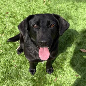 Labrador Retriever and Terrier Dogs Available for Adoption - Bianca | PetCurious