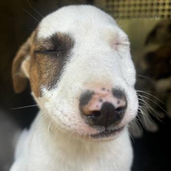 Pit Bull Terrier Dogs Available for Adoption in Birmingham, Alabama - Brett | PetCurious