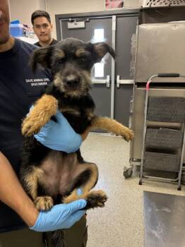 A256349 -  Rottweiler and Mixed Breed Dog for Adoption in Visalia, California - A256349 | PetCurious