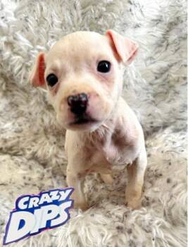 Mixed Breed Dogs Available for Adoption - Crazy Dips (p) | PetCurious