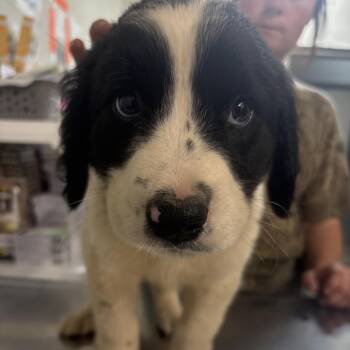 Labrador Retriever and Mixed Breed Dogs Available for Adoption in Clanton, Alabama - Webster | PetCurious