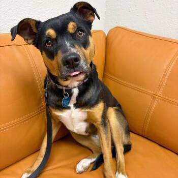 Australian Kelpie and Mixed Breed Dogs Available for Adoption - 230 (2026) Zyla | PetCurious