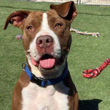 American Staffordshire Terrier Dogs Available for Adoption in Center Point, Texas - Stella | PetCurious