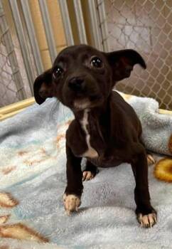 Pixie -  Chihuahua Dog for Adoption in Charlotte, North Carolina - Pixie | PetCurious