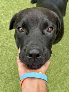Gargantuan Meatball -  Mixed Breed Dog for Adoption in Wichita, Kansas - Gargantuan Meatball | PetCurious