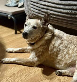 Gunner -  Cattle Dog Dog for Adoption in Germantown, Ohio - Gunner | PetCurious