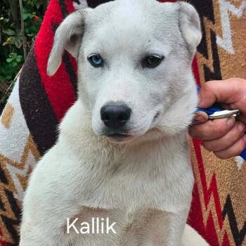 Husky and Labrador Retriever Dogs Available for Adoption in Hackett, Arkansas - Kallik | PetCurious