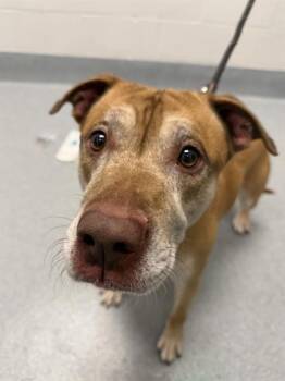 MELO -  Pit Bull Terrier Dog for Adoption in Indianapolis, Indiana - MELO | PetCurious