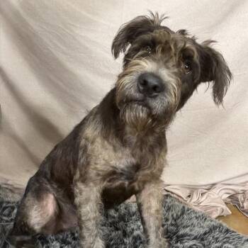 Giddy -  Border Terrier and German Shorthaired Pointer Dog for Adoption in Freeport, Florida - Giddy | PetCurious