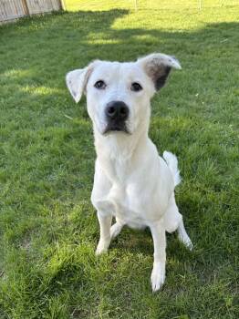 Collie Dogs Available for Adoption in Grand Rapids, Michigan - Crookshanks | PetCurious