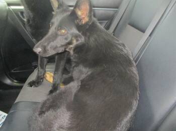 A383971 -  German Shepherd Dog Dog for Adoption in Ocala, Florida - A383971 | PetCurious