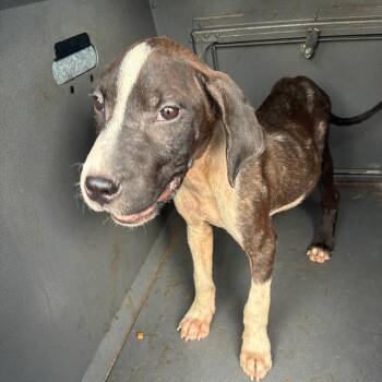 Thomas -  Terrier and Mixed Breed Dog for Adoption in Montgomery, Alabama - Thomas | PetCurious