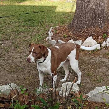 Hound and Mixed Breed Dogs Available for Adoption in Gainesville, Florida - Cooper | PetCurious