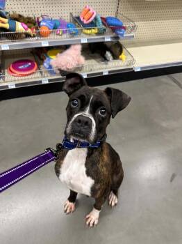 Cora -  Boxer Dog for Adoption in Middlesex, New Jersey - Cora | PetCurious