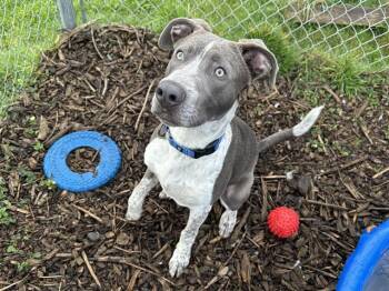 Pit Bull Terrier and Mixed Breed Dogs Available for Adoption in Mckinleyville, California - APOLLO | PetCurious